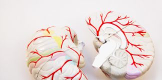 Hersenrevalidatie verbetert kwaliteit van leven na hartstilstand