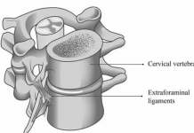 Nieuwe anatomische verbindingen ontdekt tussen zenuwen en wervelkolom