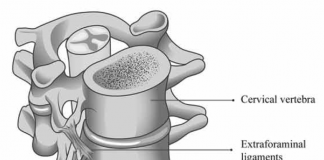 Nieuwe anatomische verbindingen ontdekt tussen zenuwen en wervelkolom
