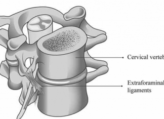 Nieuwe anatomische verbindingen ontdekt tussen zenuwen en wervelkolom
