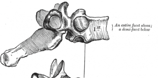 Fysiotherapie net zo effectief als een OK bij lumbale stenose