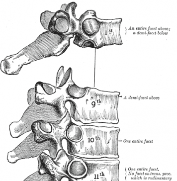 Fysiotherapie net zo effectief als een OK bij lumbale stenose