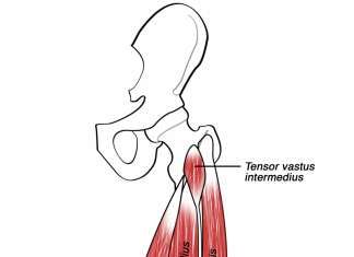 De ontdekking van de musculus Tensor Vastus Intermedius