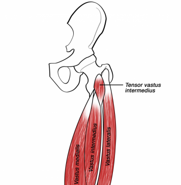 De ontdekking van de musculus Tensor Vastus Intermedius