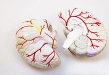 Overlijdenskans na een herseninfarct op jonge leeftijd duidelijk gedaald hersenen