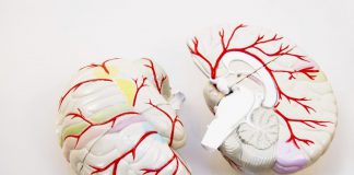 “Muziek draagt bij aan herstel na beroerte” hersenen