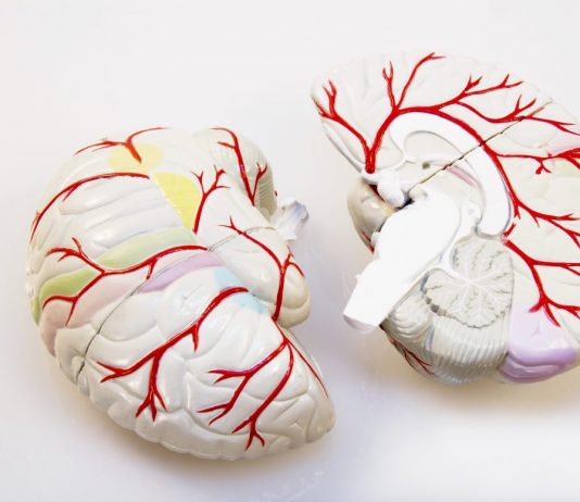 Overlijdenskans na een herseninfarct op jonge leeftijd duidelijk gedaald hersenen