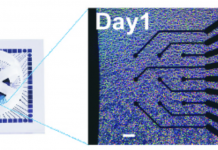Nieuwe techniek voor het afluisteren van neuronen hersencellen op een chip, rechts uitvergroting