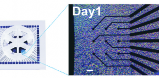 Nieuwe techniek voor het afluisteren van neuronen hersencellen op een chip, rechts uitvergroting