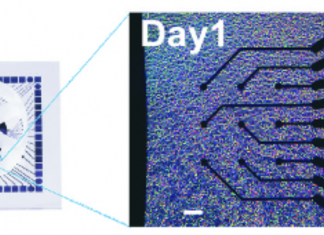 Nieuwe techniek voor het afluisteren van neuronen hersencellen op een chip, rechts uitvergroting